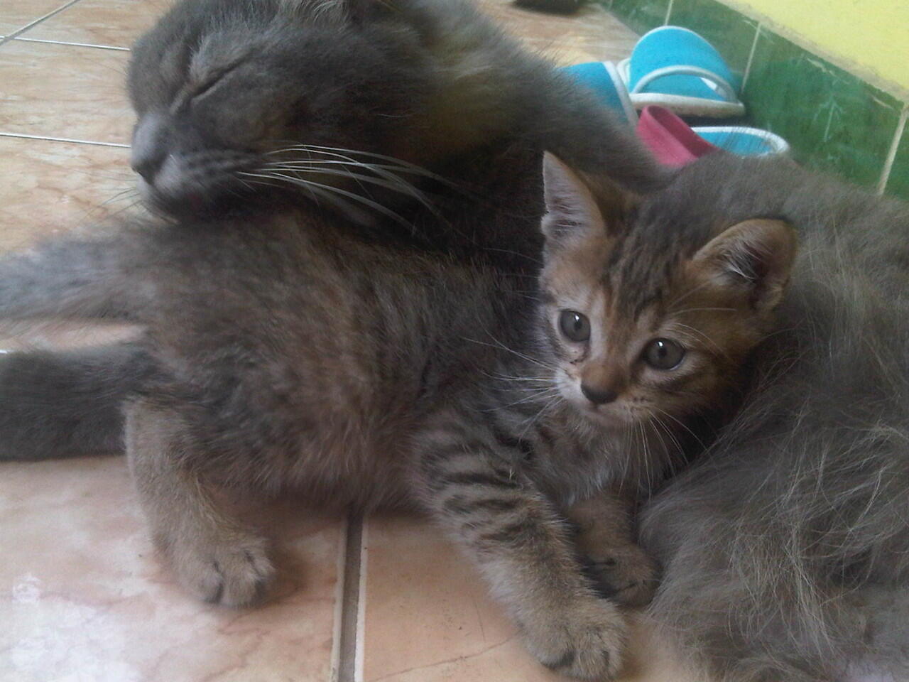 kucing persia ready adopt medium (himalaya - persia)
