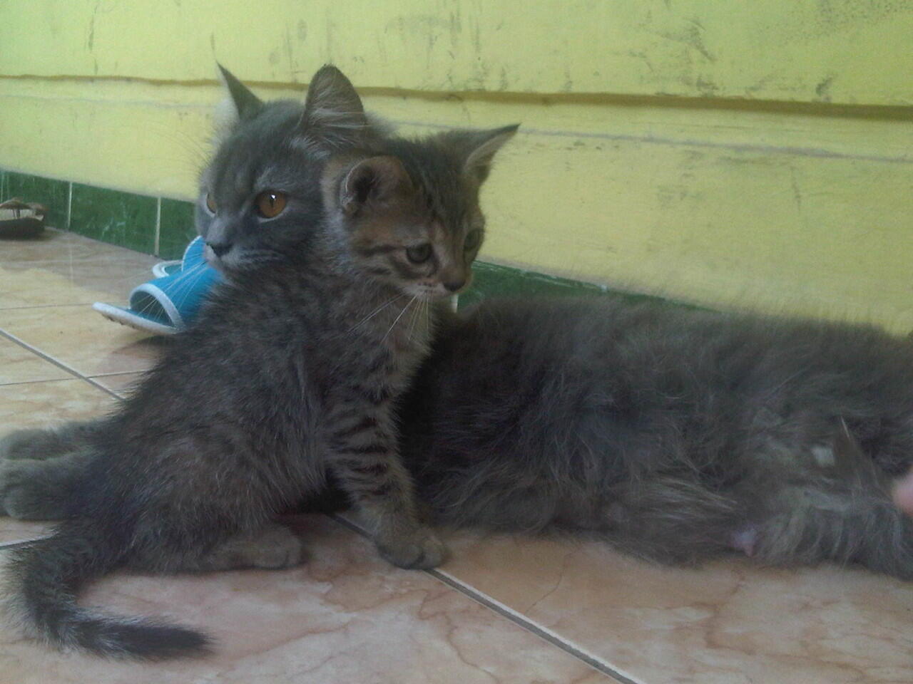 kucing persia ready adopt medium (himalaya - persia)