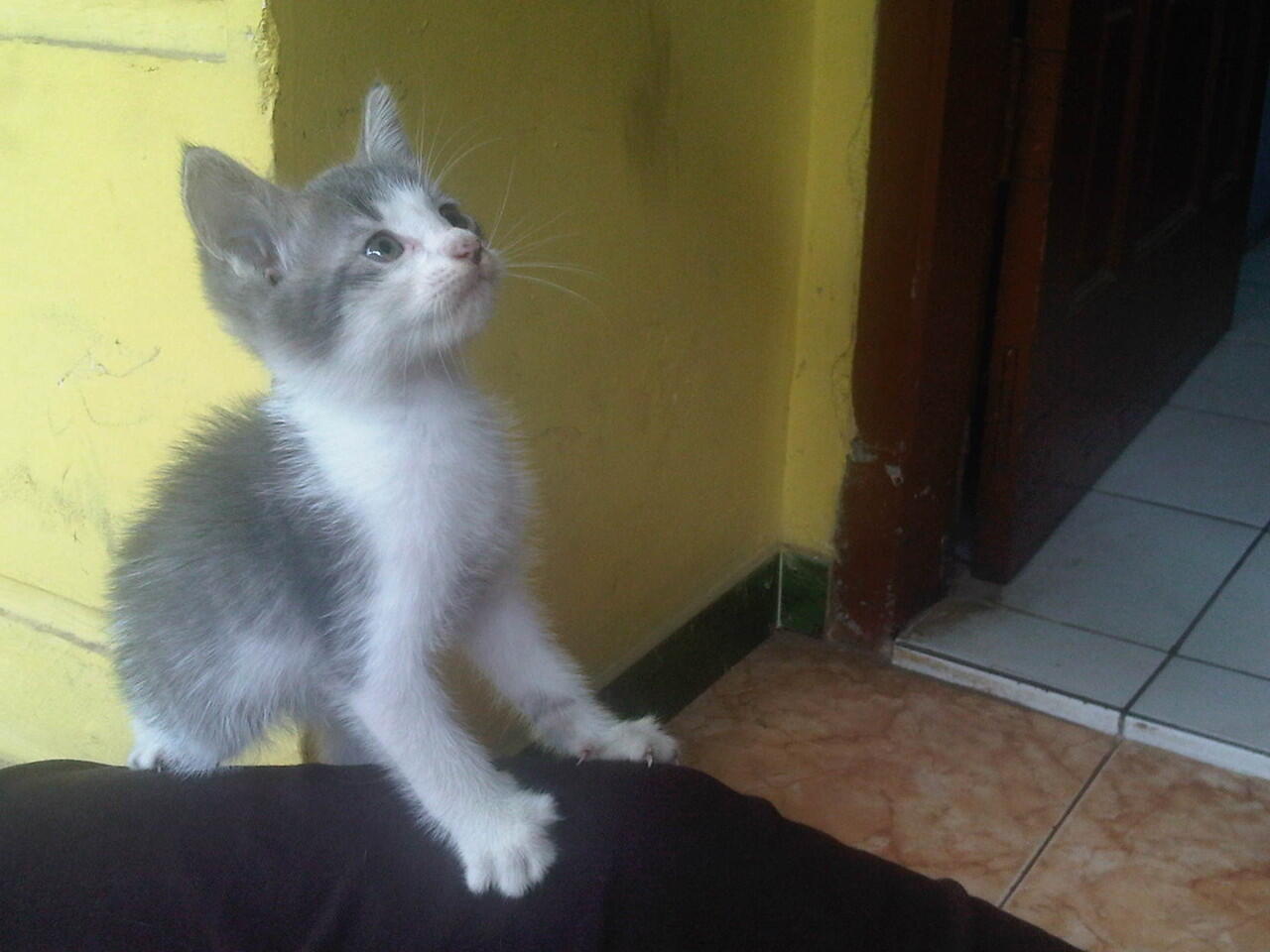 kucing persia ready adopt medium (himalaya - persia)