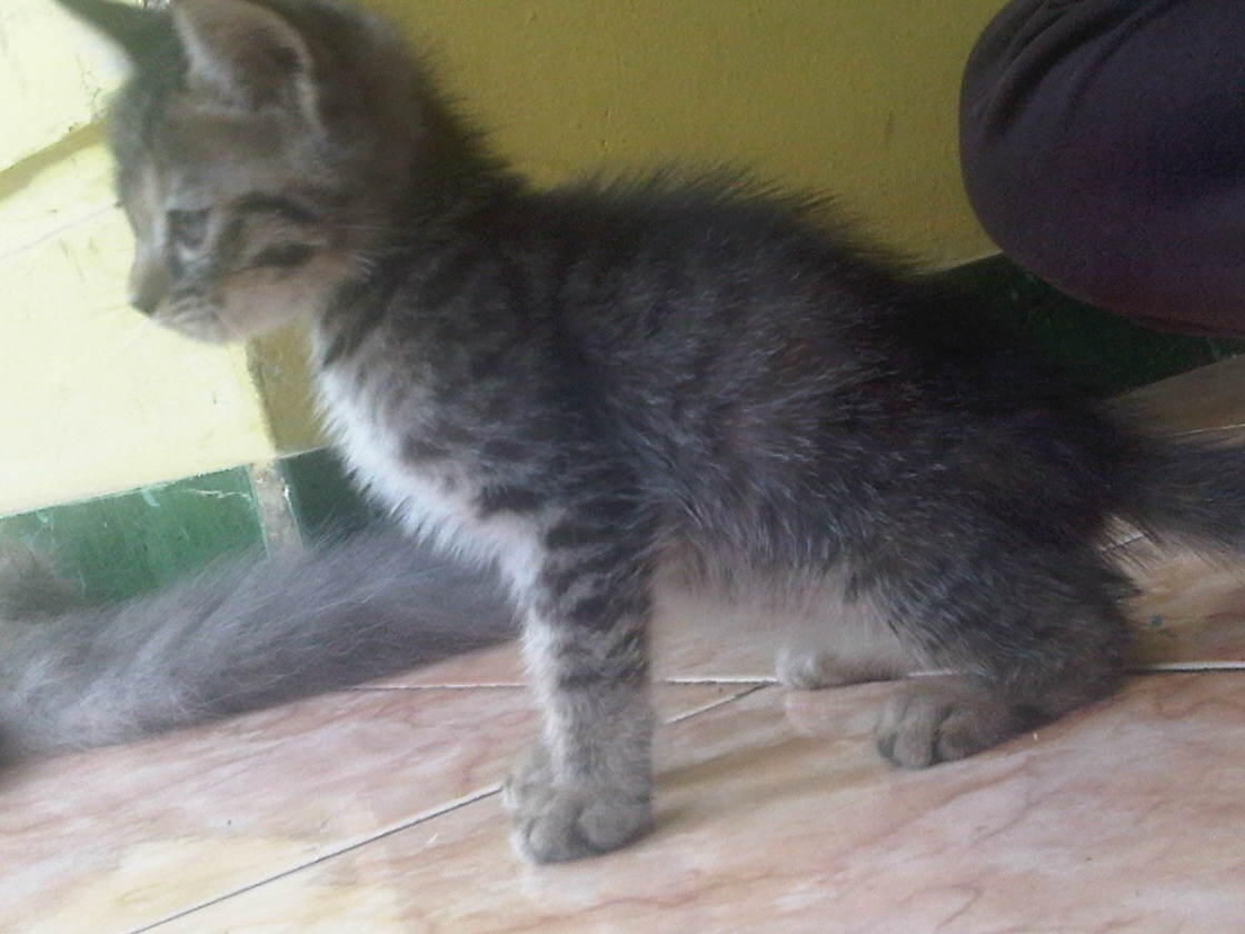 kucing persia ready adopt medium (himalaya - persia)
