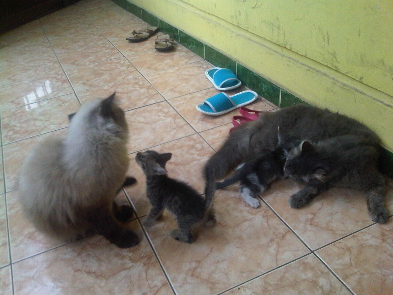 kucing persia ready adopt medium (himalaya - persia)