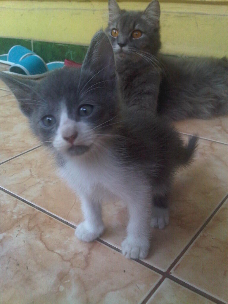 kucing persia ready adopt medium (himalaya - persia)