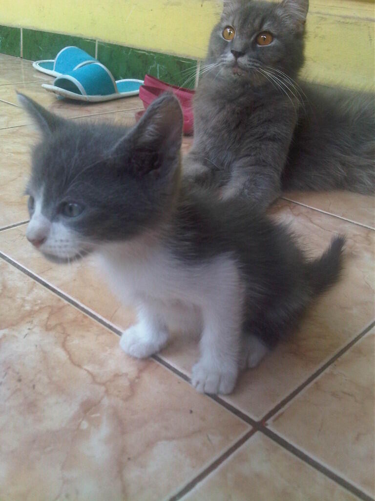 kucing persia ready adopt medium (himalaya - persia)