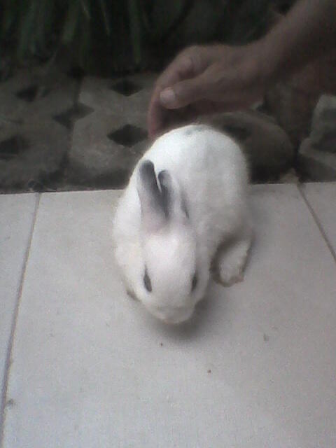 baby kelinci dwarf hotot