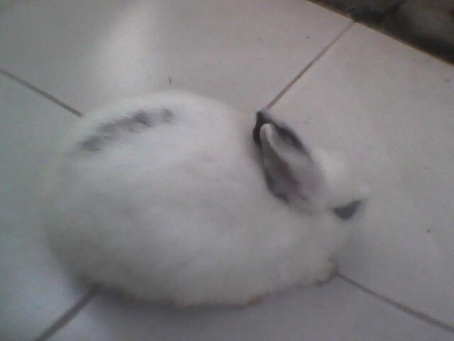 baby kelinci dwarf hotot