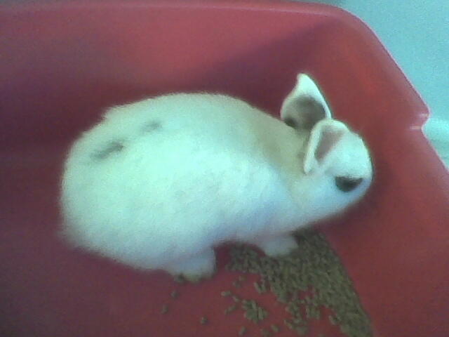 baby kelinci dwarf hotot