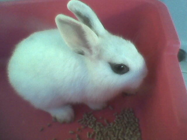 baby kelinci dwarf hotot