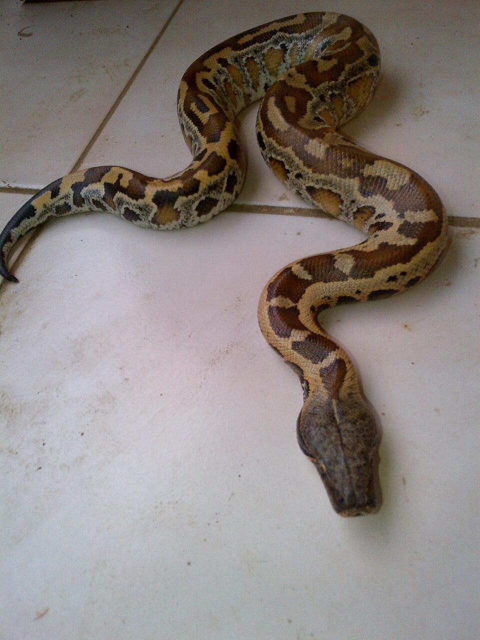 Jual Ular Dipong a.k.a Blood Python a.k.a Sanca Darah