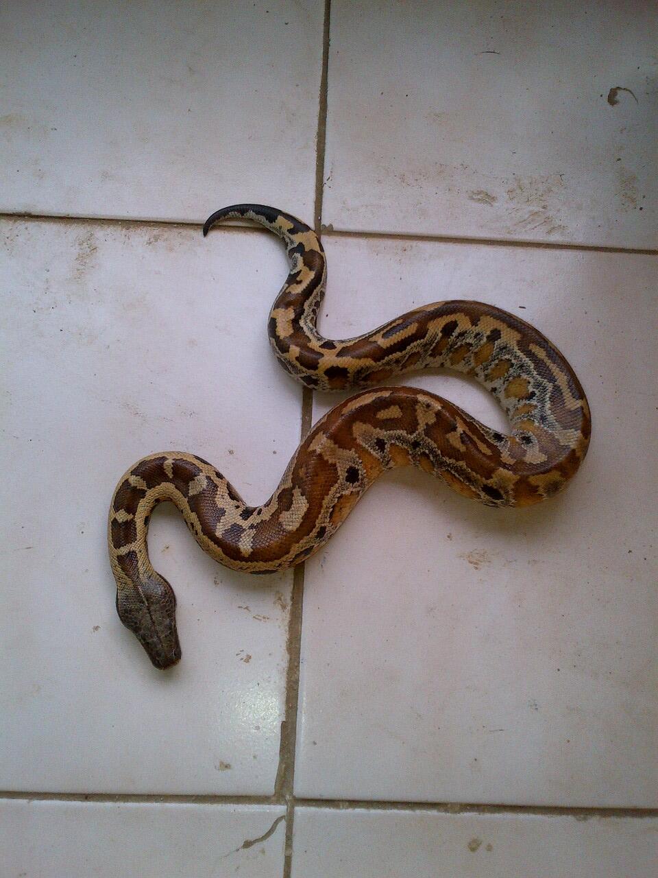 Jual Ular Dipong a.k.a Blood Python a.k.a Sanca Darah