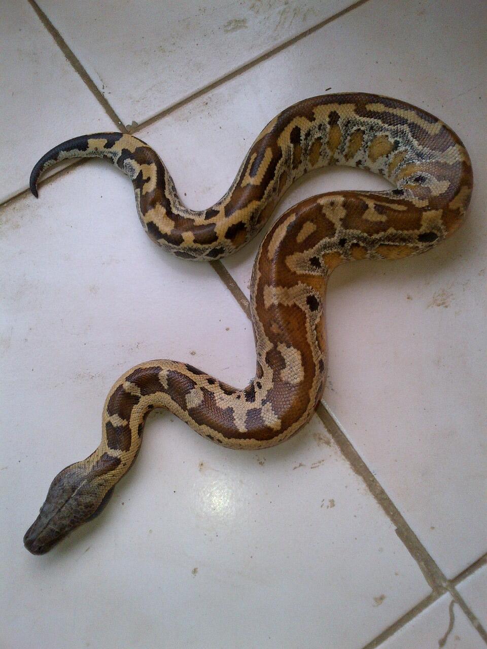 Jual Ular Dipong a.k.a Blood Python a.k.a Sanca Darah