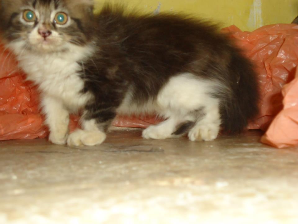 kucing persia