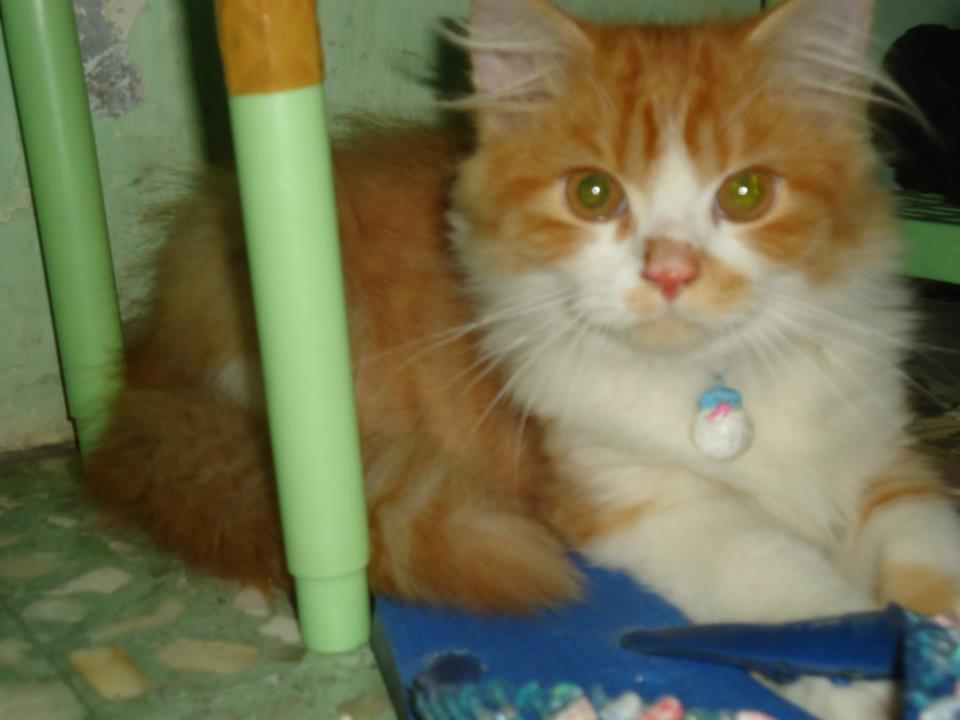 kucing persia