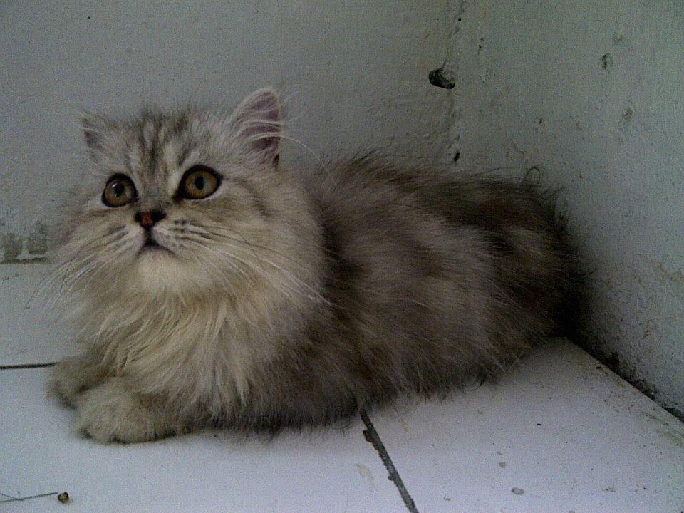 kucing persia