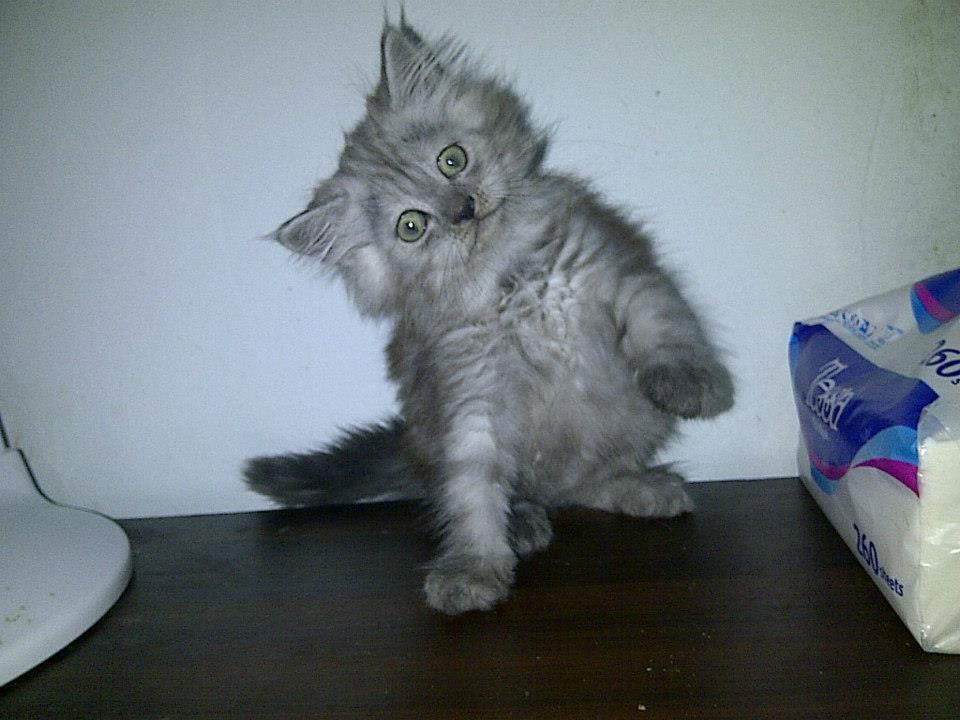kucing persia