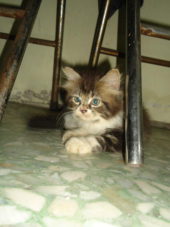 kucing persia