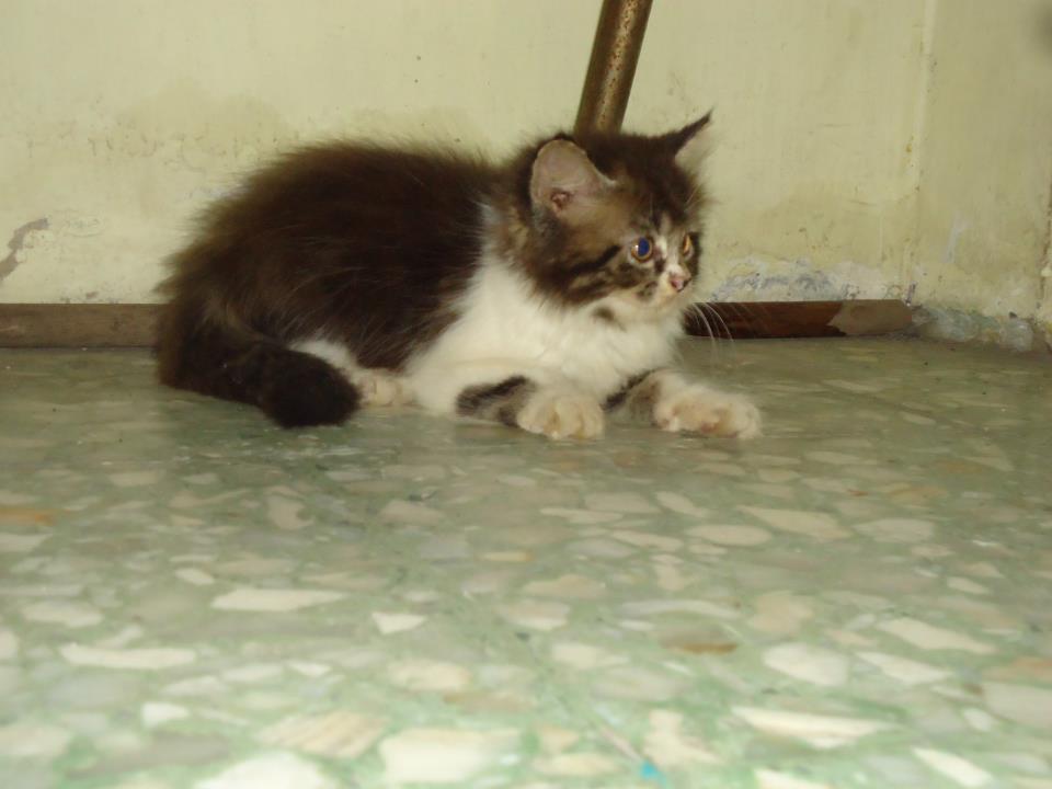kucing persia