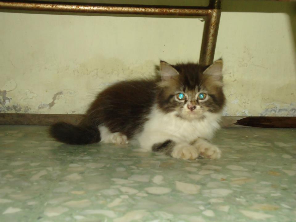 kucing persia