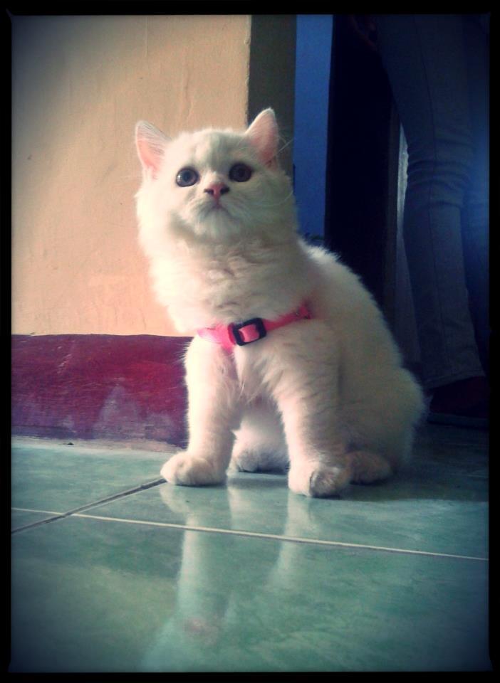 kucing persia