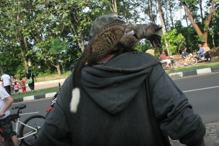 musang pandan ekor putih