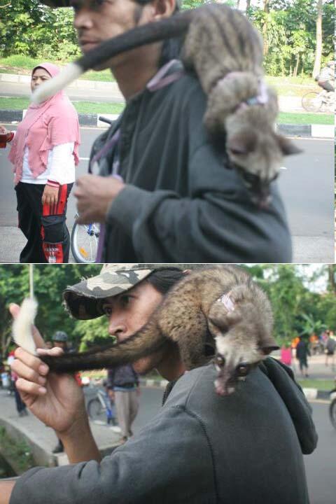 musang pandan ekor putih
