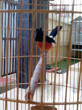 Jual Murai Lampung Super Kaki Hitam Dan Cucak Jenggot