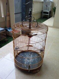 Jual Murai Lampung Super Kaki Hitam Dan Cucak Jenggot