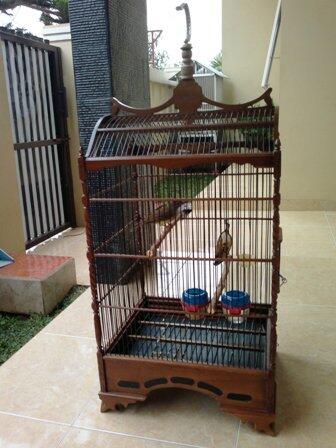 Jual Murai Lampung Super Kaki Hitam Dan Cucak Jenggot