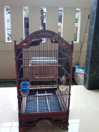 Jual Murai Lampung Super Kaki Hitam Dan Cucak Jenggot