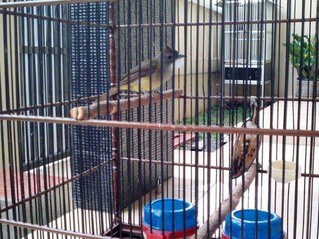 Jual Murai Lampung Super Kaki Hitam Dan Cucak Jenggot