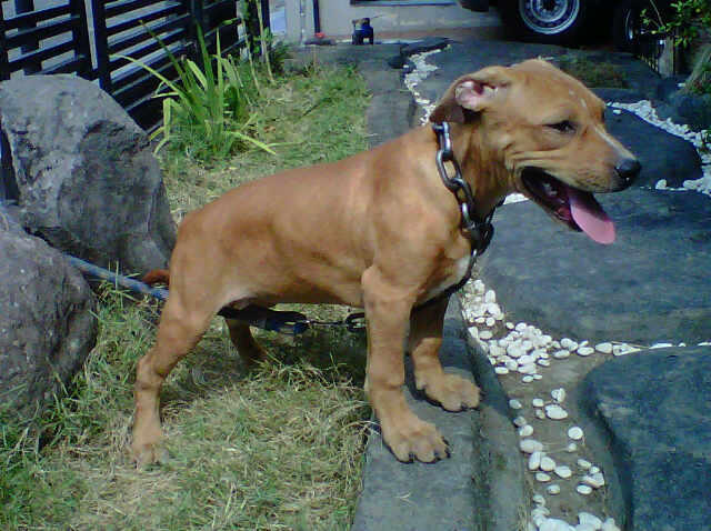 Puppy Pitbull Lihat aja Gan Gak Nyesel