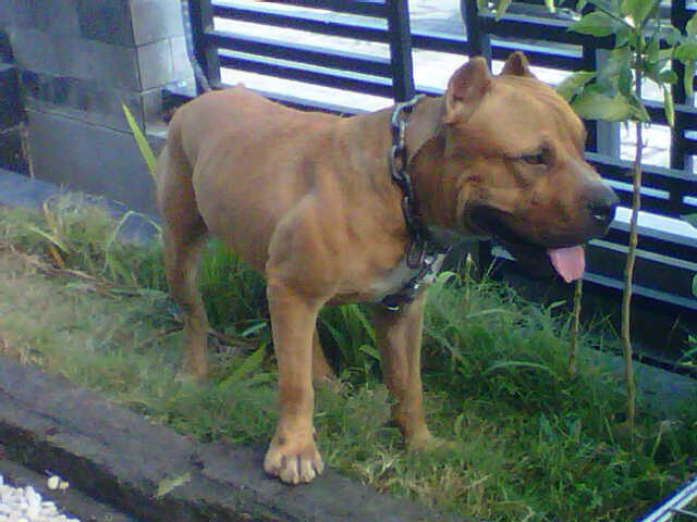 Puppy Pitbull Lihat aja Gan Gak Nyesel