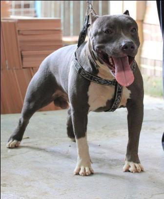 puppy pitbull jantan dan betina murmer bro.....