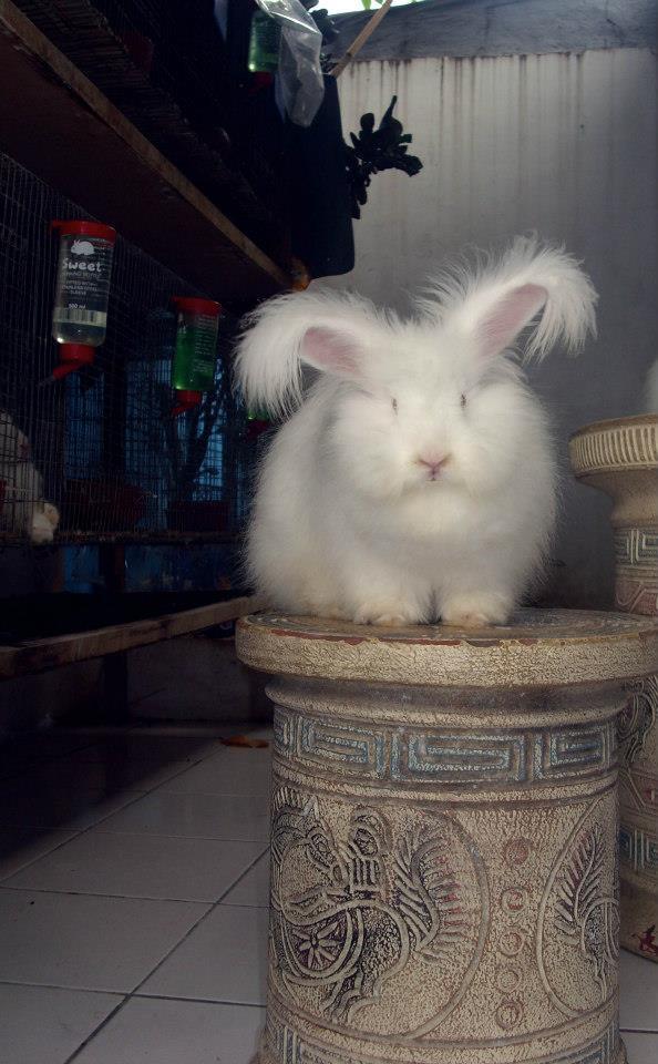 Jual Kelinci English Anggora Depok
