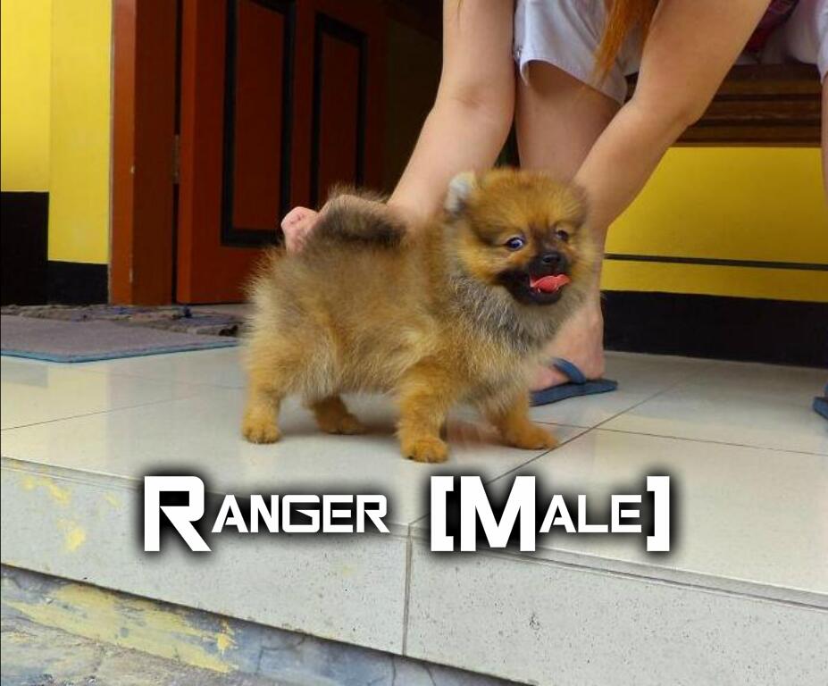 Jual Mini Pomeranian