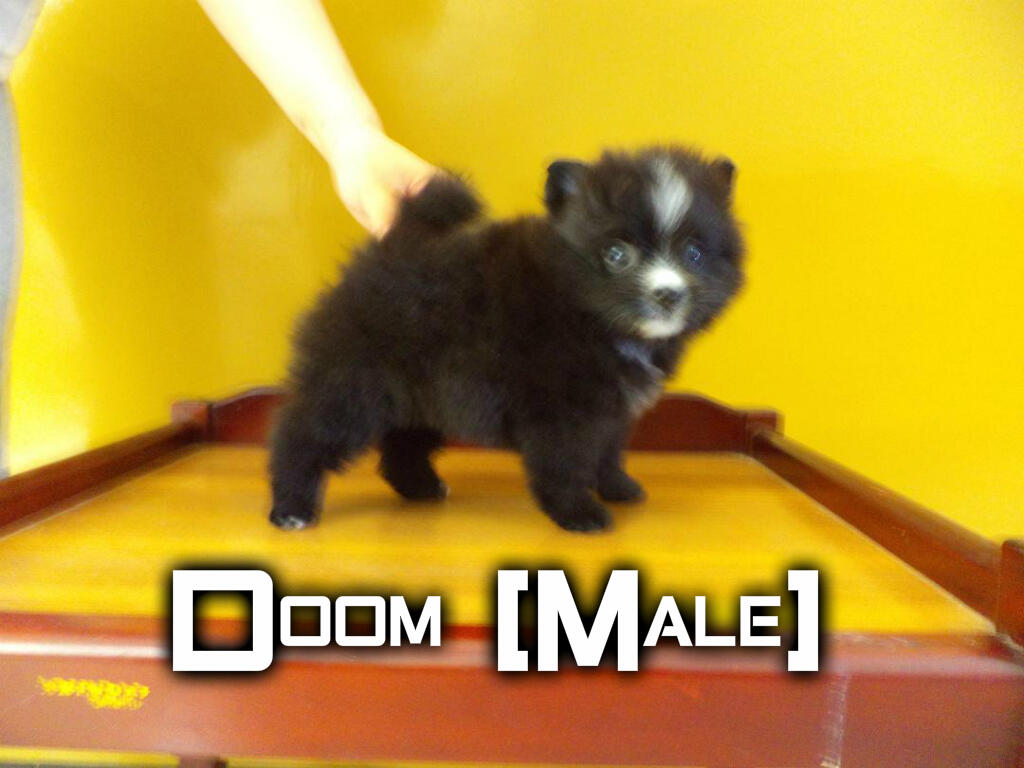 Jual Mini Pomeranian