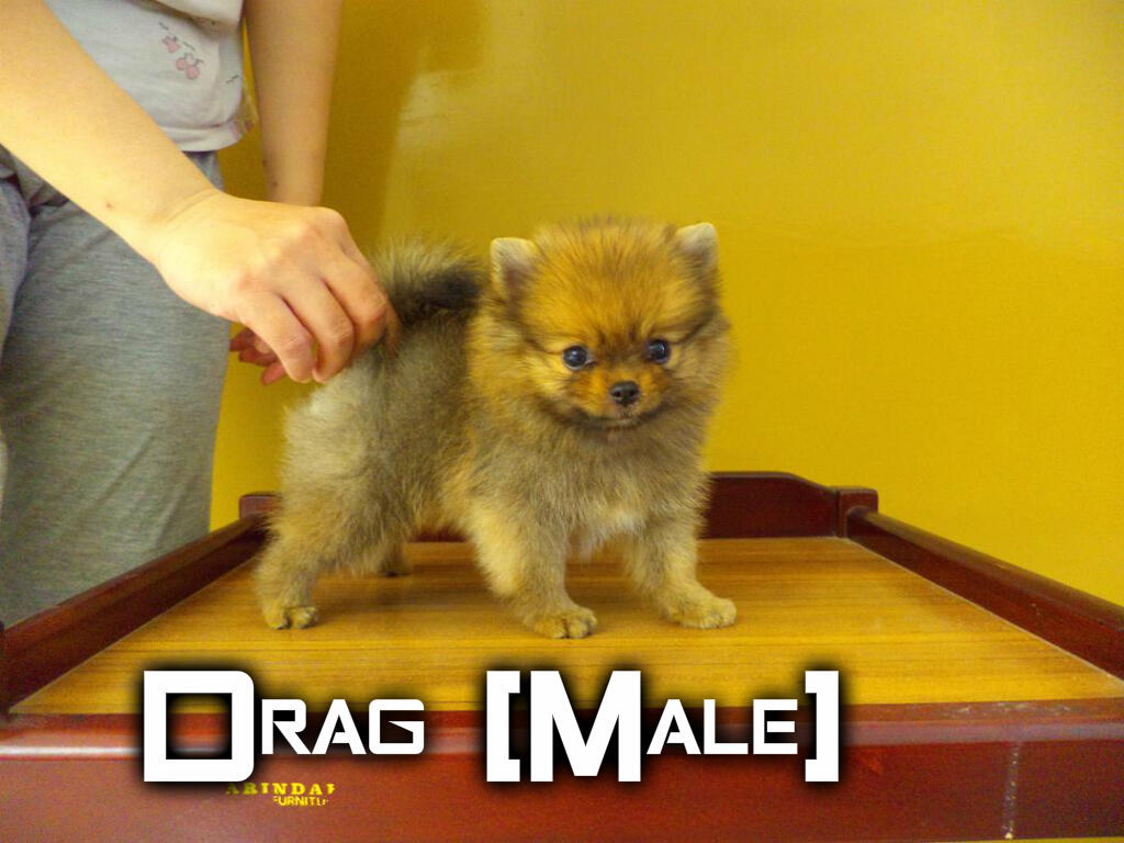 Jual Mini Pomeranian
