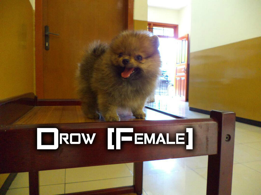 Jual Mini Pomeranian