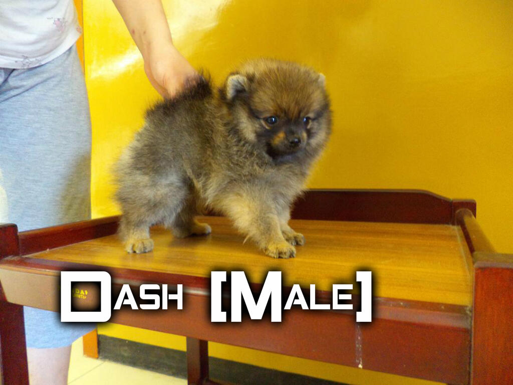 Jual Mini Pomeranian