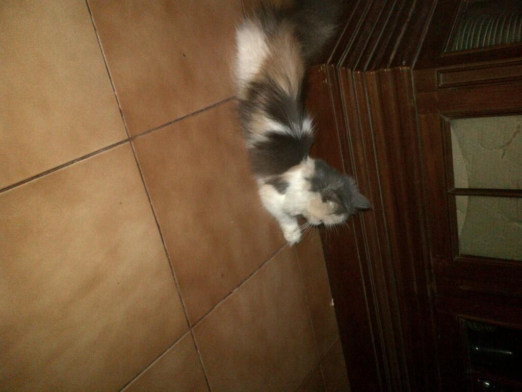 kucing persia