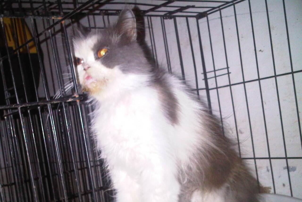 kucing persia