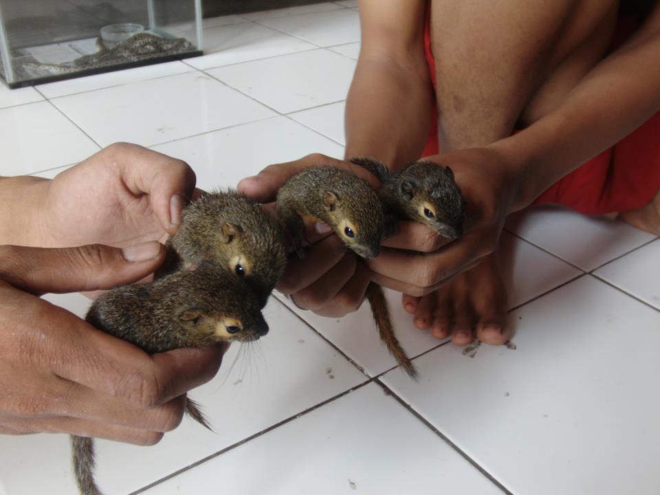 anak tupai kelapa
