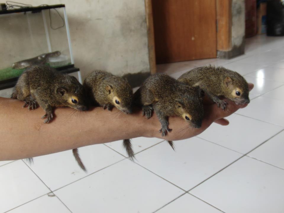anak tupai kelapa