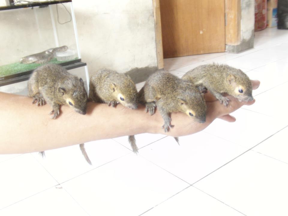 anak tupai kelapa