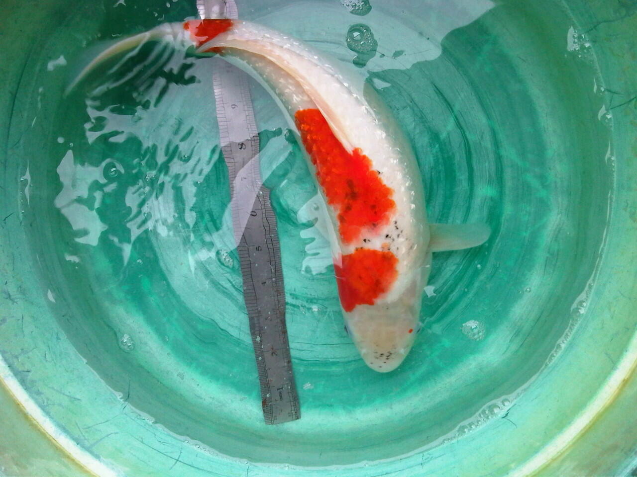 dijual ikan koi
