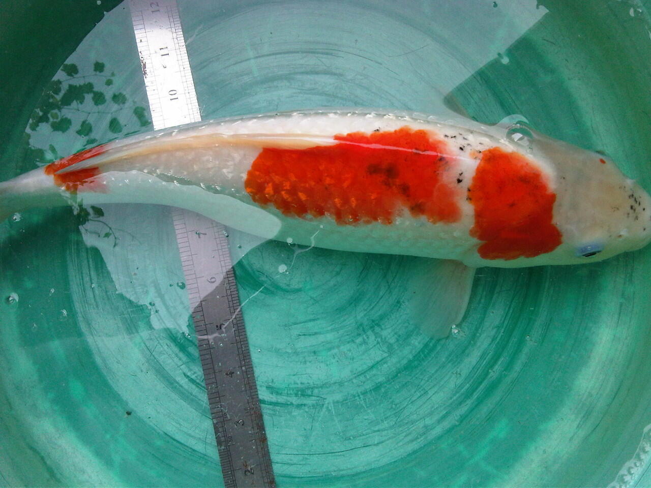dijual ikan koi