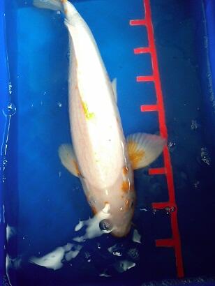 Ikan koi Jumbo