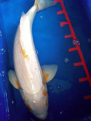 Ikan koi Jumbo