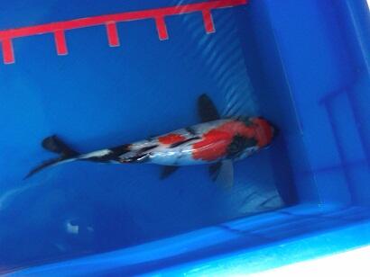 Ikan koi Jumbo