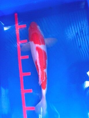 Ikan koi Jumbo