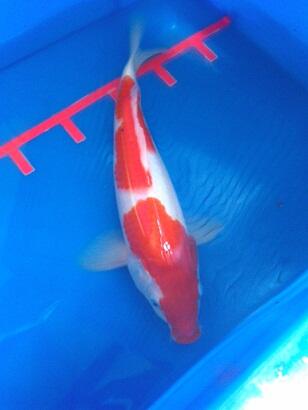 Ikan koi Jumbo